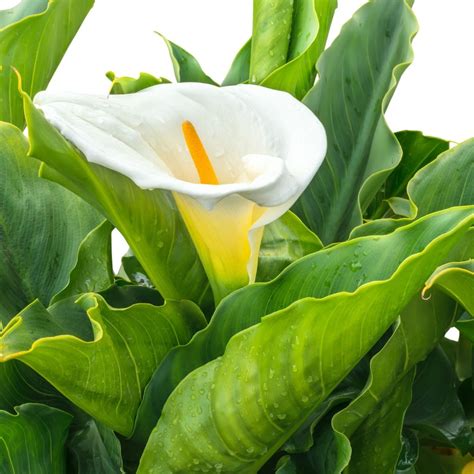 White Calla Lily Plant