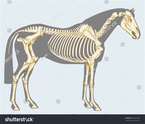 Horse Skeleton Photos and Images | Shutterstock
