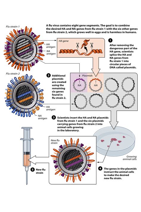 Buy 24x36 gallery poster, Avian flu vaccine development by reverse ...