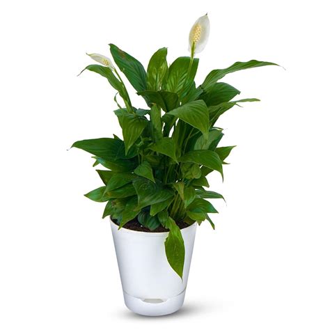 Plant A Leaf Indoor Live Peace Lily Or Spathiphyllum Plant Indoor Plant ...
