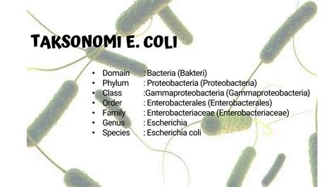 Phylum Of E Coli
