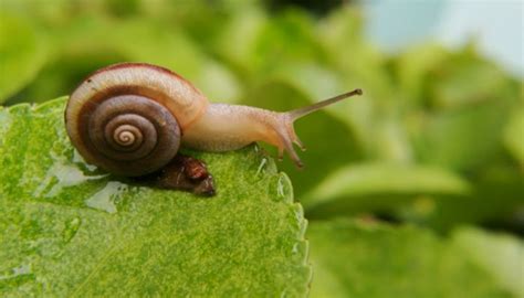 蜗牛吃什么 蜗牛吃什么食物 - 天奇生活