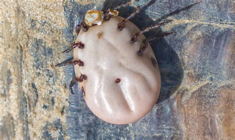 How to Spot Engorged Type of Ticks - A-Z Animals