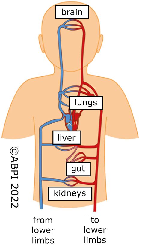 Cardiovascular System Topics at George Amies blog