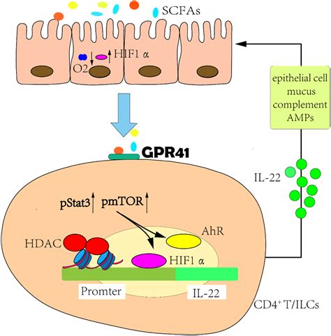 Significance of Gut Microbiota and Short-Chain Fatty Acids in Heart Failure