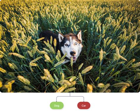 Classification Model Example 的图像结果