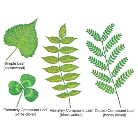 Simple Vs Compound Leaf