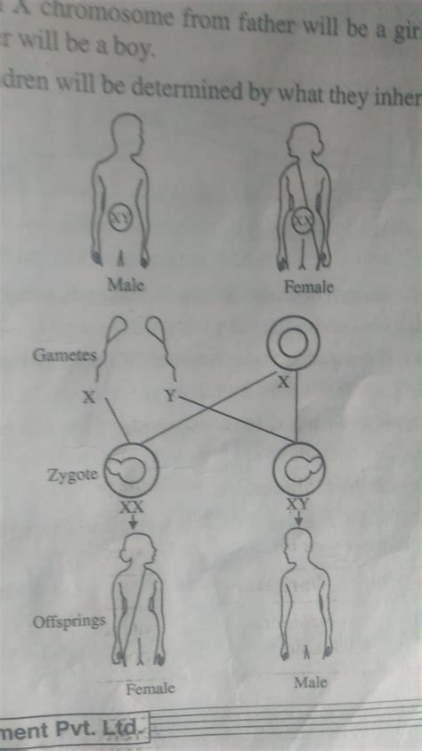 Draw neat and well labelled diagram of Sex determination in human ...