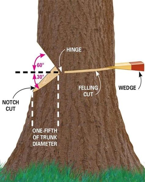Large Tree Root Trimming 的图像结果