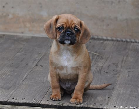 Pugalier © MarisaAngelis www.marisaangelis.com | Hybrid dogs, Cute dogs ...
