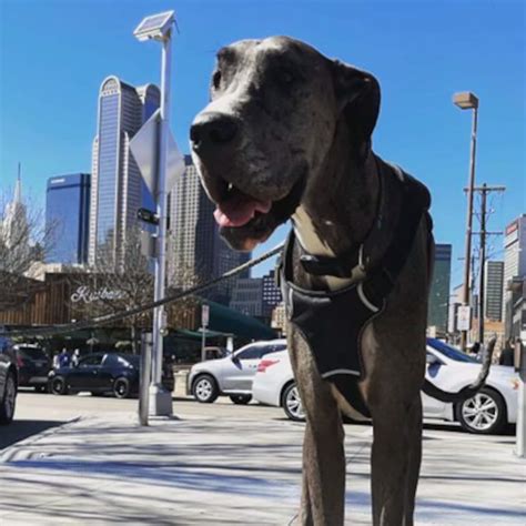 Zeus The Great Dane Is Worlds Tallest Dog Zeus, World's Tallest Dog,