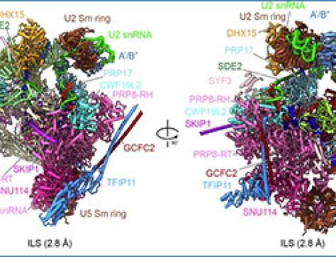 RNA Structure Drawing 的图像结果
