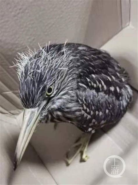 长沙某高校发现一受伤“怪鸟” 竟是国家一级保护动物池鹭-华声教育