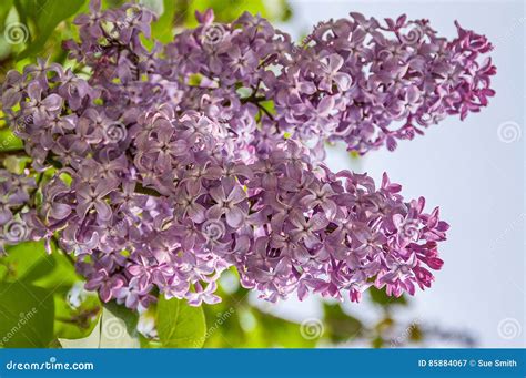 Purple Lilac Syringa Vulgaris Stock Image - Image of macro, nature ...