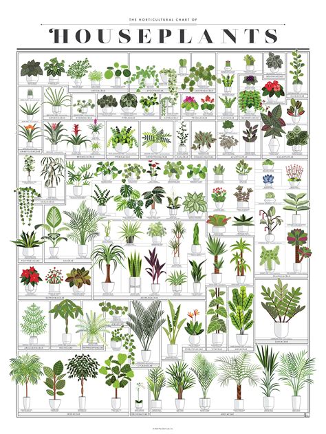 The Horticultural Chart of Houseplants | House plants, Plants, Common ...