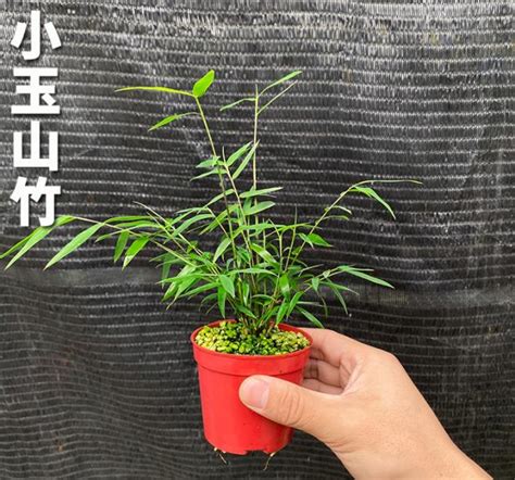 盆栽竹子常见品种与选苗标准