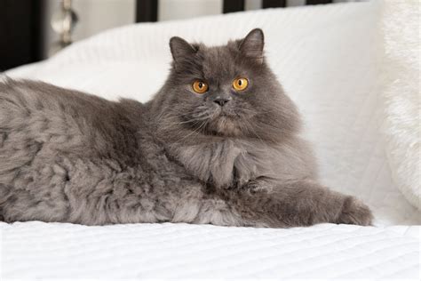 11 Stunning Persian Cats