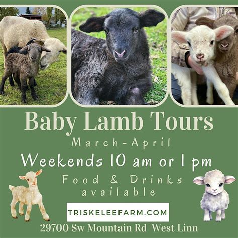 Baby Lamb Tour, Triskelee Farm, West Linn, 7 March to 31 May | AllEvents