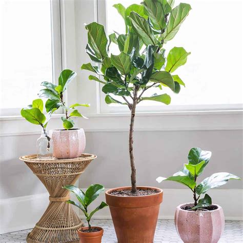 Fiddle leaf fig – KnowDrive