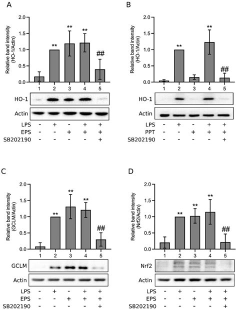 Exopolysaccharides of Bacillus amyloliquefaciens Amy-1 Mitigate ...