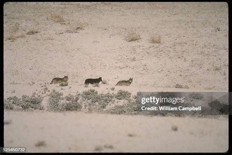 Image result for Yellowstone Park Wolves