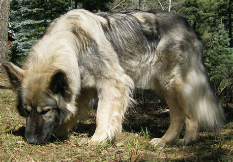 The american alsatian dog breed is the new dire wolf – Artofit