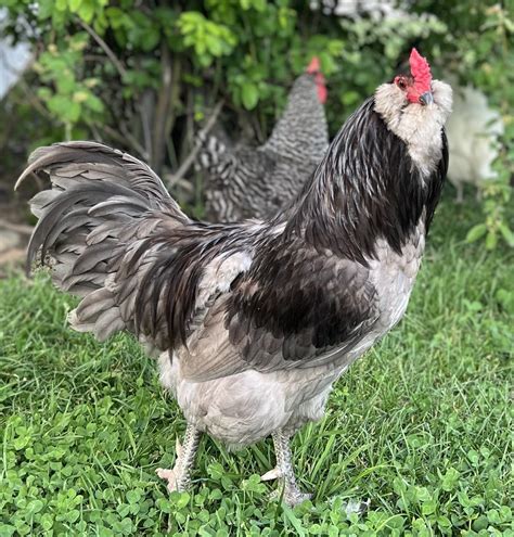 Ameraucana Chickens Breed Focus: Araucana/Ameraucana/Easter Egger: The