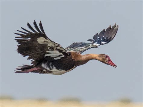Spur-winged Goose - eBird