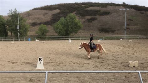 Image result for USDF Intro Test A