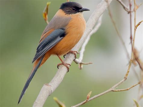 Rufous Sibia - eBird