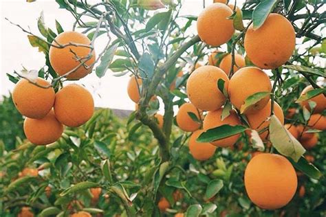 橙子的种植方法与管理-柑橘种植技术-天天学农