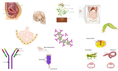 Scientific Figure Example 的图像结果