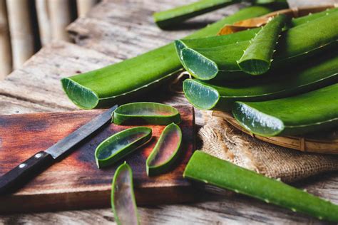 Aloe Vera: Plant Care & Growing Guide