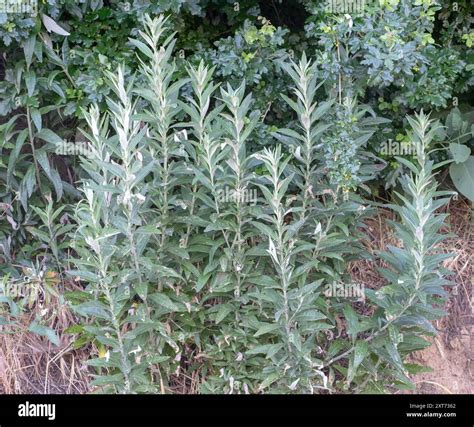 California mugwort (Artemisia douglasiana) Plantae Stock Photo - Alamy