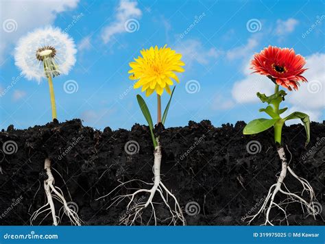 Growth Cycle of Dandelion, Daffodil, and Gerbera Flowers Stock ...