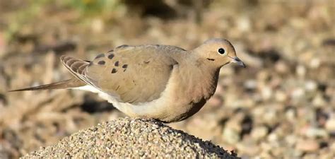 Mourning Dove Spiritual Meaning, Symbolism and Totem | Explained