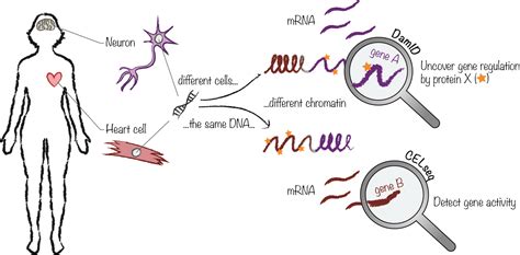 Image result for Simple Gene Expression