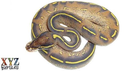 Highway Ball Python 的图像结果