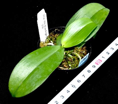 洋蘭 173 Phal. Miki Blue Angel 'C1' 239 ファレノプシス ミキ ブルー エンジェル'C1' 239(ラン)｜売買されたオークション情報、yahooの商品情報を ...