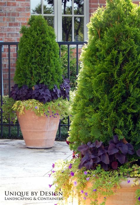 Evergreen Container Plants For Shade