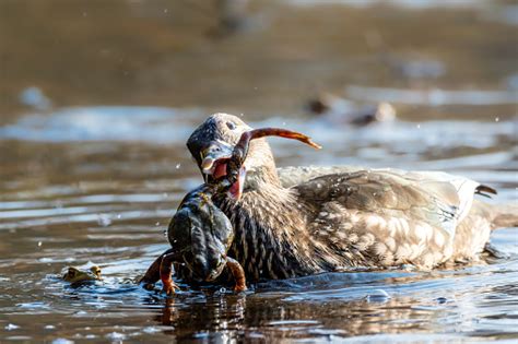 Image result for Toad Eating Duck