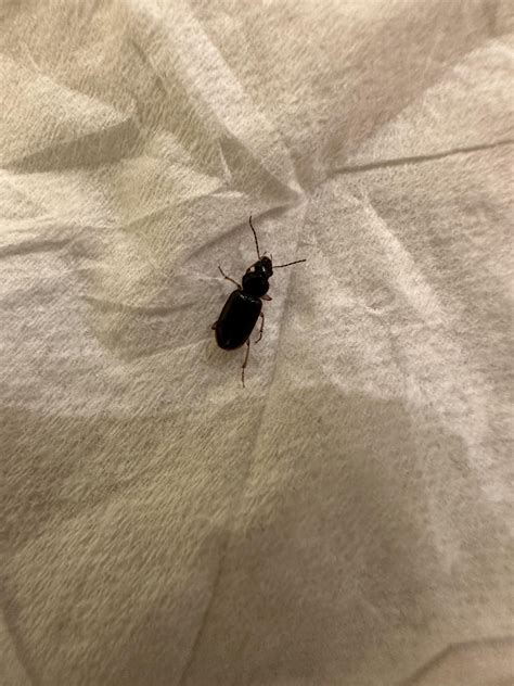 Beetles or cockroach nymphs? : r/whatisthisbug
