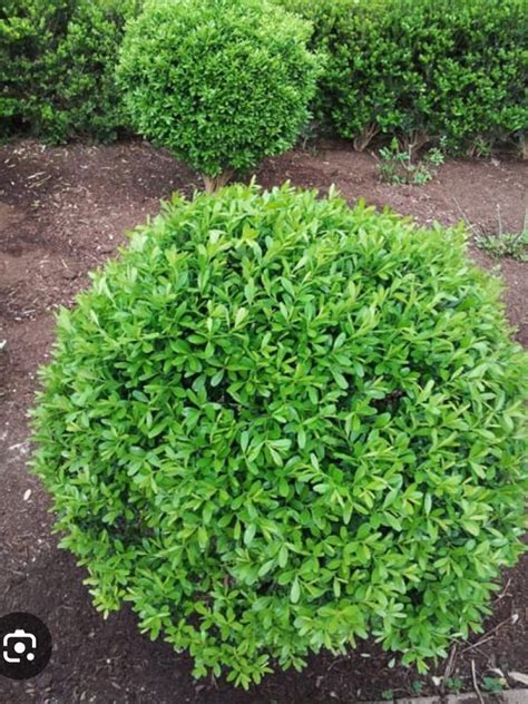 Japanese Boxwood- 3 for 22 Mature Second Season Plants - Etsy