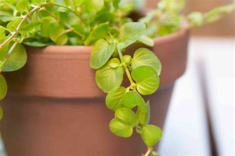 Creeping Jenny: Plant Care & Growing Guide