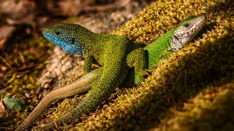 Wildlife camera captures a close moment between two lizards