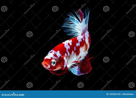 Betta Fish Fight in the Aquarium Black Blackground Stock Image - Image ...