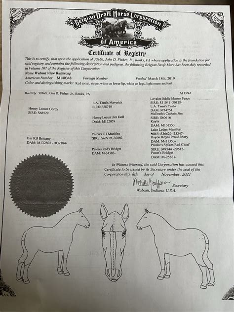 Walnut View Buttercup - 6 year old Belgian Mare - Waverly Sales