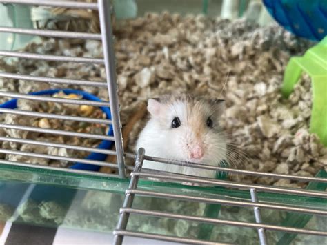 Friends of Berkeley Animal Care Services (FoBACS)