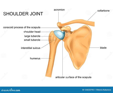 Glenohumeral Or Shoulder Joint Royalty-Free Stock Photo | CartoonDealer.com #101975883