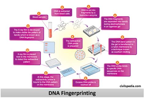 Basic DNA Fingerprinting 的图像结果